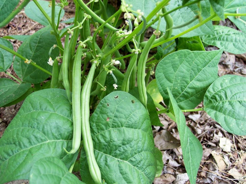 BEANS